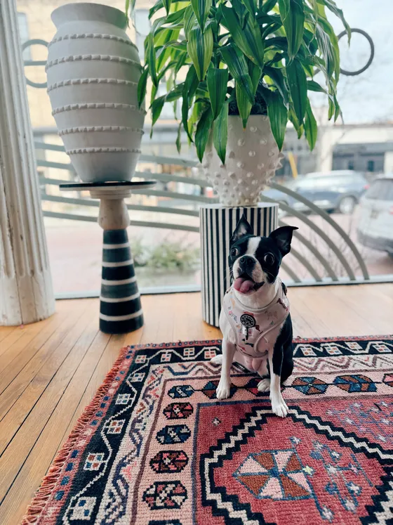A vintage Persian rug on wood floors near the window.